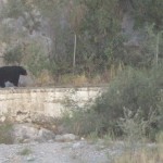 Bear in the canyon!
